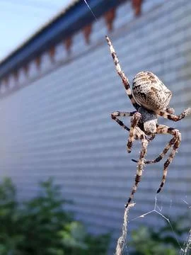 Spider on a web Foto stock