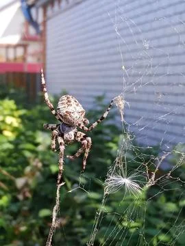 Spider on a web Foto stock