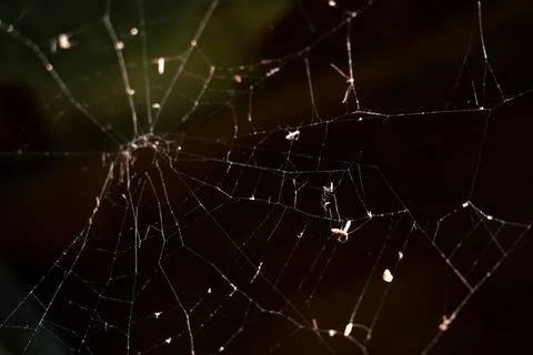 Spider web 库存照片