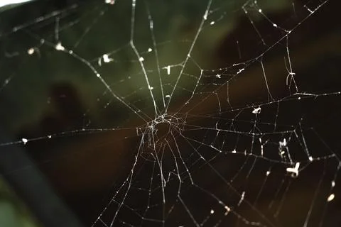 Spider web Fotos de archivo
