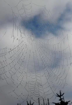 Spider web 库存照片