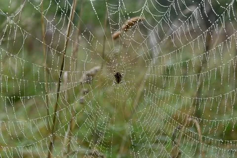 Spider web 库存照片