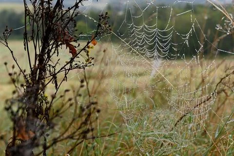 Spider web Photos