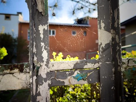 Spider web 스톡 사진