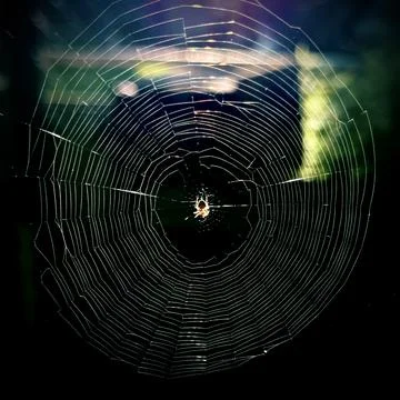 Spider web Stock Photos