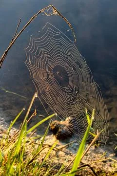 A spider web is pictured close to a river bank, catching sunlight in the morn Stock Photos