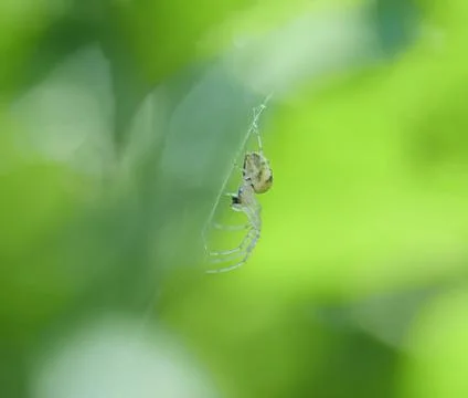 Spider in web - Pictured from the side with plants in the background Stock Photos