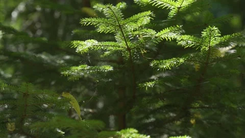 Spider web in a pine forest Stock Footage 152962612