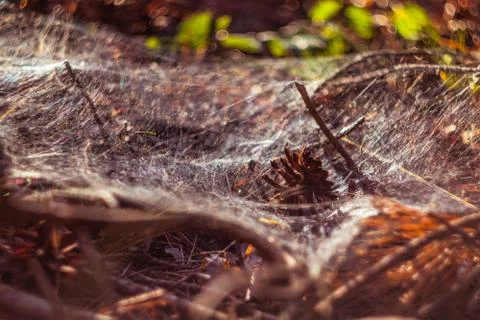 Spider web in a pine forest Foto stock