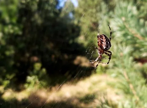 Spider on a web in a pine forest Stock Photos