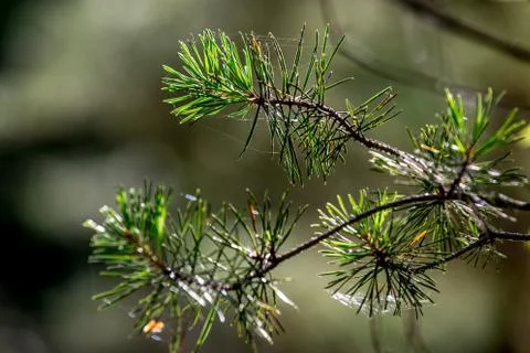 Spider web on the pine tree branch. Stock Photos