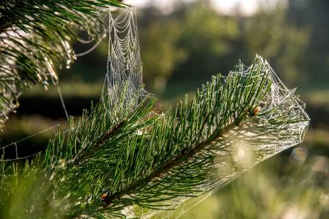 Spider web on the pine tree branch. Stock Photos