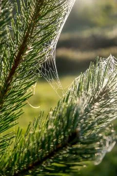 Spider web on the pine tree branch. Stock Photos