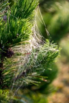 Spider web on the pine tree branch. Stock Photos