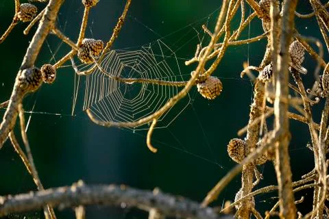 Spider Web in Pine Tree Branches in Early Morning Light Foto stock