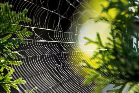 Spider web on pine tree close-up. Foto stock