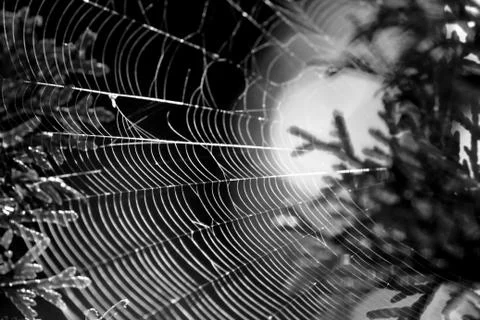 Spider web on pine tree close-up. Stock Photos