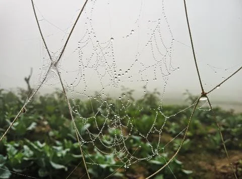 Spider web, plants and dew drops close-up. Natural pattern. green backgroun.. 스톡 사진