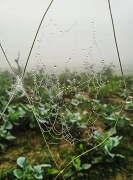 Spider web, plants and dew drops close-up. Natural pattern. green backgroun.. Stock Photos