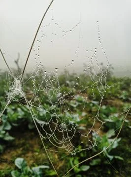 Spider web, plants and dew drops close-up. Natural pattern. green backgroun.. Foto stock
