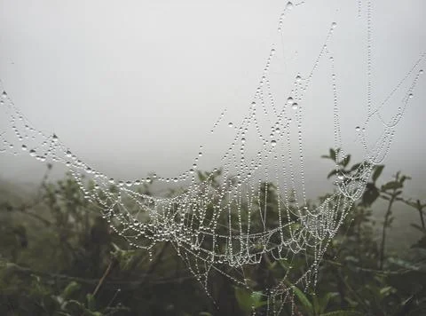 Spider web, plants and dew drops close-up. Natural pattern. green backgroun.. Foto stock