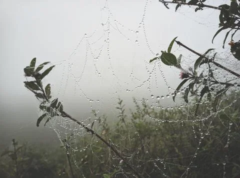 Spider web, plants and dew drops close-up. Natural pattern. green backgroun.. 스톡 사진