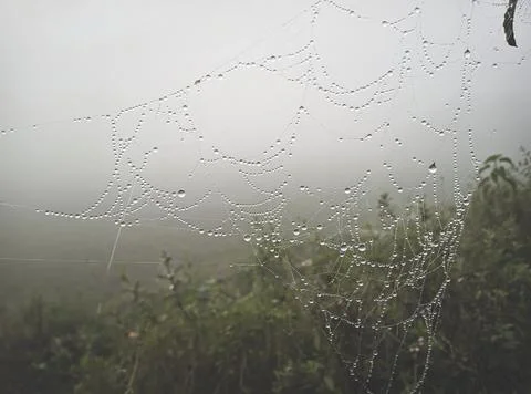 Spider web, plants and dew drops close-up. Natural pattern. green backgroun.. Foto stock