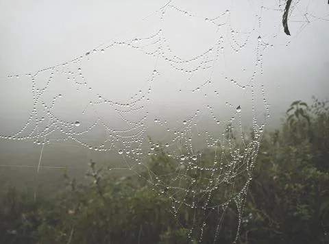 Spider web, plants and dew drops close-up. Natural pattern. green backgroun.. 스톡 사진