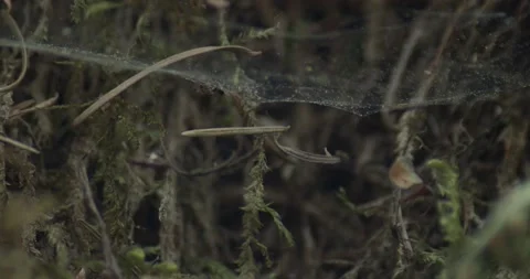 Spider in a Web with Pollen over Moss Stock Footage 152845576