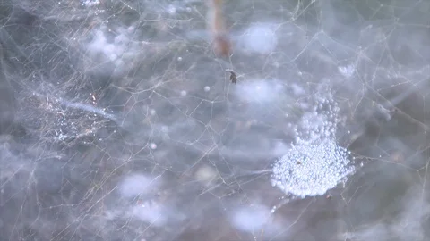 Spider in web with prey Stock Footage 119294780