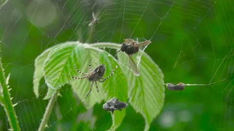 Spider in the web with prey Stock Footage 138692377