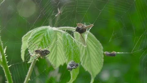 Spider in the web with prey Stock Footage 138692418