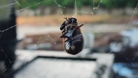 Spider-on-web-with-prey-macro Video stock 328972668