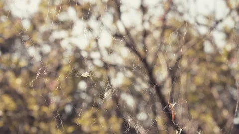 Spider Web Pull Focus Stock Footage 242673454