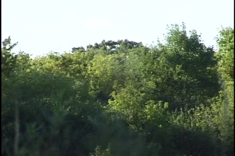 Spider on Web Rack Focus Stock Footage 298407