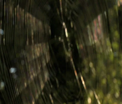Spider Web rack focus Video stock 27594936