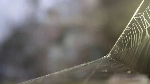 Spider web rack focusing Stock Footage 92572546