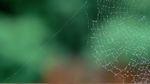 Spider Web Rain Falling In Background Stock Footage 41939217