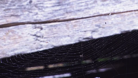 Spider web in the rain Stockbeeldmateriaal 91731316