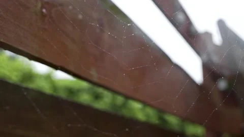 Spider-web in rain Stock Footage 132278413