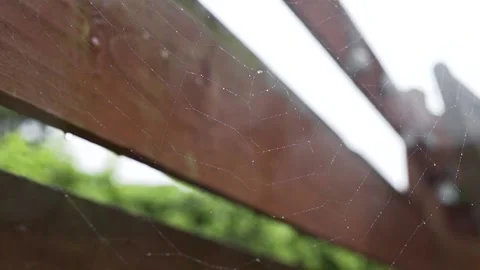 Spider-web in the rain Stock Footage 132278510