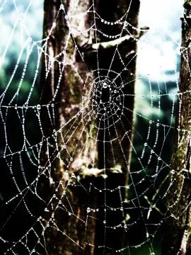 Spider web in rain Stock Photos