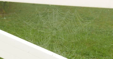 Spider Web - Rain - Water Drops - Fence - 4k Stock Footage 55805890