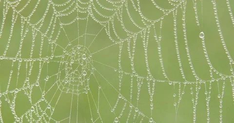 Spider Web - Rain - Water Drops - 4k Stock Footage 55805924