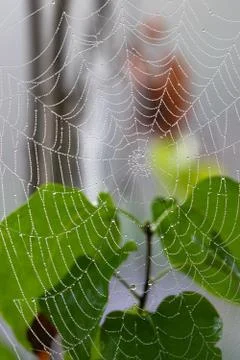Spider web with raindrops on blurred background; close-up Stock Photos