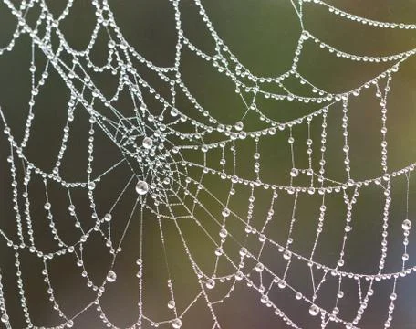 Spider web with raindrops on blurred background; close-up Stock Photos