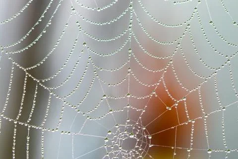 Spider web with raindrops on blurred background; close-up Stock Photos