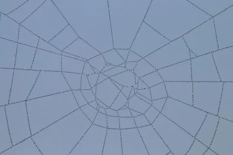 Spider web with raindrops on blurred background; close-up Stock Photos