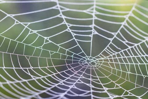 Spider web with raindrops on blurred background; close-up Stock Photos