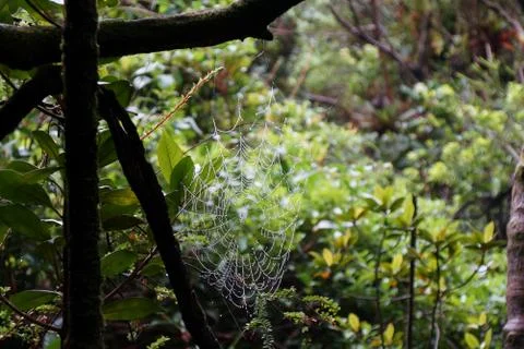 Spider web with raindrops hanging on the tree branch in cloud forest, Costa R Stock Photos